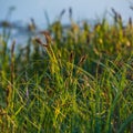 Green cattail on the background of the river bank