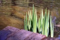 green cattail leaves in the old pond and wooden bridge