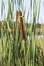 Green cattail near the water