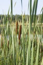 Green cattail near the water
