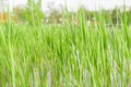 Green cattail texture at the beach