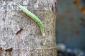 Green caterpillar with yellow stripes on a palm tree, El Remate, Peten, Guatemala