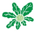 Green cauliflower for logo