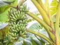 Green cavendish banana fresh bunch or gros michel fruits growing on tree