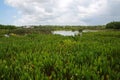 Green Cay Wetlands Royalty Free Stock Photo