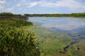 Green Cay Wetlands Royalty Free Stock Photo