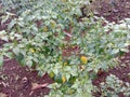 a green cayenne pepper plant that is blooming and bearing fruit, and some of its leaves are yellowing