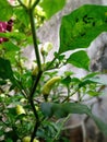 Green Cayenne Pepper Plant Royalty Free Stock Photo