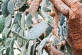 Green ccactus branches with thorns growing in spring park. Royalty Free Stock Photo