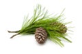 Green cedar branch with cones on white isolated Royalty Free Stock Photo