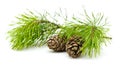 Green cedar branch with cones on white isolated Royalty Free Stock Photo