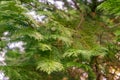 Green cedar leaves nature background. Coniferous tree foliage close up
