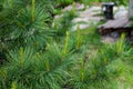 Green cedar needles