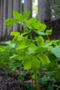 Green celery growing in the garden