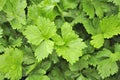 Green Celery Growing on Vegetable Patch Royalty Free Stock Photo