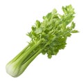 Green celery isolated on white background