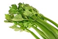 Green celery leaves