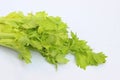 Green celery leaves isolated Royalty Free Stock Photo