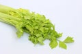 Green celery leaves isolated for a soup Royalty Free Stock Photo