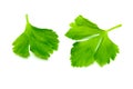 Green Celery leaves isolated on white background. Top view and close up of Celery leaves Royalty Free Stock Photo