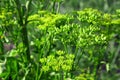 Green celery seed