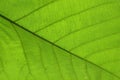 Green cell structure texture of nature leaf Royalty Free Stock Photo