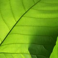 Green cell structure texture of nature leaf Royalty Free Stock Photo