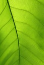 Green cell structure texture of nature leaf Royalty Free Stock Photo