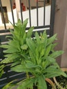 Green celtuce lactuca sativa growing on the pot.