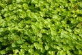 Green centella asiatica plants Royalty Free Stock Photo