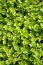 Green centella asiatica plants in nature garden Royalty Free Stock Photo