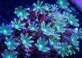 Green and White Clove Polyp Coral Colony Royalty Free Stock Photo