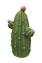 Green ceramic figure of a cactuses. Decorative toy sculpture for the garden. Souvenir. Isolated on white background Royalty Free Stock Photo