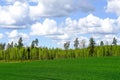 Green cereal field on a background of forest and blue sky Royalty Free Stock Photo