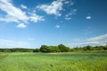 Green cereal in a field, forest and clouds on a blue sky Royalty Free Stock Photo