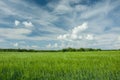 Green cereal, forest and white clouds on blue sky Royalty Free Stock Photo