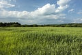 Green cereal, groves and white clouds Royalty Free Stock Photo