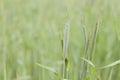 Green cereals field close up