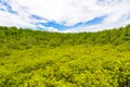 Green Ceriops Tagal field background in mangrove forest