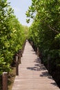 Green Ceriops tagal tree in mangrove forest. Royalty Free Stock Photo