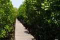 Green Ceriops tagal tree in mangrove forest.