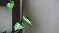 Green ceylon spinach climbing on old concrete wall