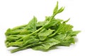 Green Ceylon Spinach