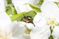 Green chafer beetle on a white Apple flower Royalty Free Stock Photo