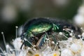 Green Chafer beetle on a white flower. Cetonia aurata extreme macro closeup shot Royalty Free Stock Photo