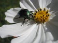 Green chafer on flower