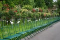 Green chairs in a line and various roses in Volksgarten, Vienna