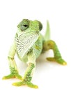 Green Chameleon