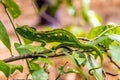 Green chameleon in Anja nature reserve Royalty Free Stock Photo
