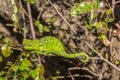 Green chameleon in Anja nature reserve Royalty Free Stock Photo